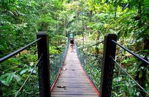 Full Day Orang Utan Sepilok, Proboscis Monkey, Sunbear, RDC