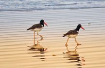 Tamarindo Mangrove Forest National Park kayaking