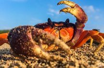 Tamarindo Mangrove Forest National Park kayaking