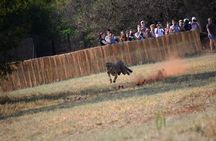 Ann Van Dyk Cheetah Centre Half-Day Tour from Johannesburg
