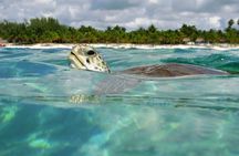 Tulum Adventure Ruins & swim in Akumal Beach & Cenote from Cancun