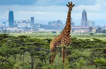 Day Tour to Nairobi National Park and Giraffe Center
