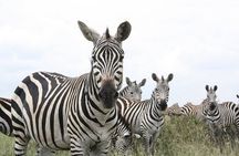Nairobi National Park and Giraffe Center Day Tour