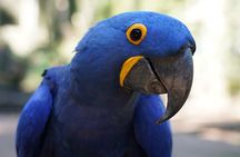 Brazilian Falls, Parque das Aves and Itaipu, hotels in Brazil