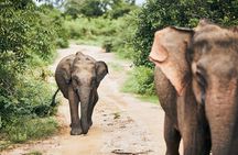  Bundala National Park by Ajith Safari