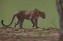 Yala National Park Wildlife Safari/ Game Drive - by Ajith Safari