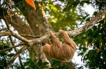 Sloth and Kayak Tour in Punta Uva Beach and Jungle 