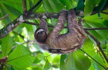 Sloth and Kayak Tour in Punta Uva Beach and Jungle 