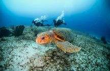 Discover Scuba Diving & Beach Club with Transportation In Riviera Maya 