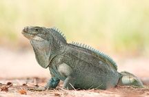 Mangrove Cay and Iguana Island Tours