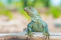 Mangrove Cay and Iguana Island Tours