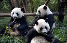 Private Tour to see Giant Pandas and Jiuzhaigou