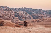 3 Hour Horse Riding Adventure around the Petra Area