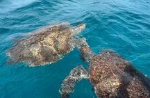 São Vicente: Private Snorkel Experience with Sea Turtle