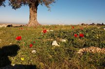 shiloh & shomron privat tour