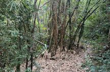 Mount Healthy National Park Private Hike Tour in Tortola