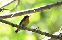 3hours Primeval Forest and Stunning Views of Cliff Trekking Tour