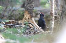 3hours Primeval Forest and Stunning Views of Cliff Trekking Tour