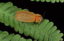 Private Kuala Selangor Firefly Day Trip Include Dinner &Boat Ride