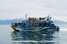 Kaikoura Whale and Dolphin Overnight Tour from Christchurch