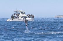 Kaikoura Whale and Dolphin Overnight Tour from Christchurch