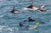 Kaikoura Whale and Dolphin Overnight Tour from Christchurch