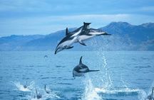 Kaikoura Whale and Dolphin Overnight Tour from Christchurch