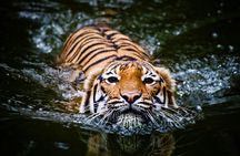 5 Day Golden Triangle with Ranthambore Tigers-Taj Sunrise/Sunset