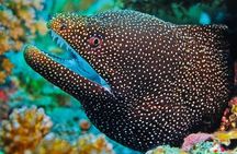 Guided Snorkeling Excursion in Malta