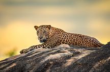Kumana National Park Half Day Jeep Safari 