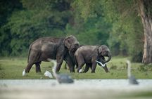 Kumana National Park Half Day Jeep Safari 