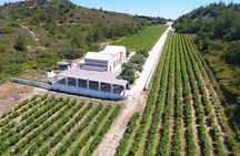 Wine tasting in Rhodes, inside the vineyards with the Producer