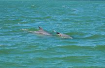 Sunset Dolphin Cruise with Sanibel Lighthouse Views