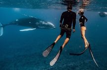 Swim with humpback whales 
