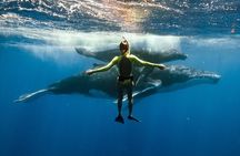 Swim with humpback whales 