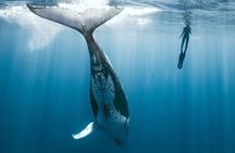 Swim with humpback whales 
