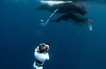 Swim with humpback whales 