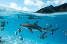 Half Day Snorkeling in Moorea