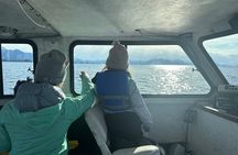 2-Hour Marine Wildlife Tour in Sitka