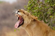 1 Day Fly In Safari from Zanzibar to Mikumi National Park