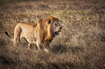 1 Day Fly In Safari from Zanzibar to Mikumi National Park
