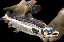 Metal Art Class Experience in Sitka
