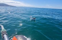 Harbour, Albatross and Wildlife Cruise on Otago Harbour