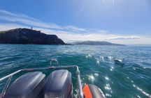 Harbour, Albatross and Wildlife Cruise on Otago Harbour