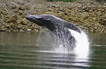 Ultimate Whale Watch and Tracy's Crab Shack Combo