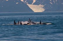 Ultimate Whale Watch and Tracy's Crab Shack Combo
