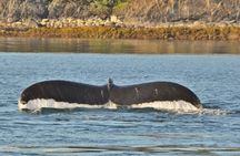 Ultimate Whale Watch and Tracy's Crab Shack Combo