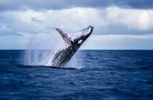 5-Hour Guided Sunset Boat Tour in Tamarindo Costa Rica