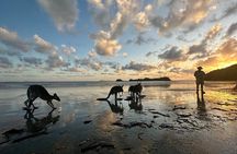 Beach Sunrise with the Wallabies