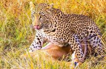 4 Days Serengeti, Ngorongoro and Tarangire Safari